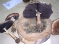 STROPHARIA RUGOSOANNULATA